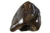 Fossil Dinosaur (Triceratops) Tooth Crown - Montana #341142-1